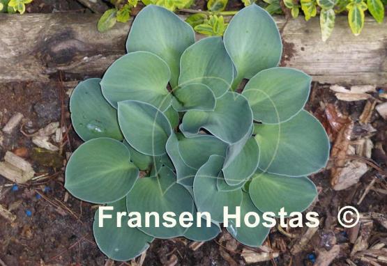 Hosta Blue Mouse Ears